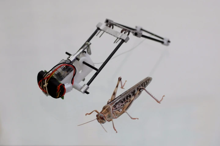 The TAUB robot, with its natural inspiration
