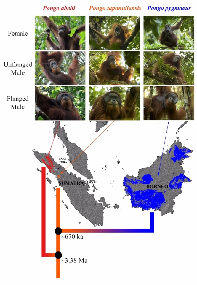 A genomic study of the orangutans revealed that the Tapanuli population was the oldest evolutionary lineage, meaning they are direct descendants of the first population in Sumatra