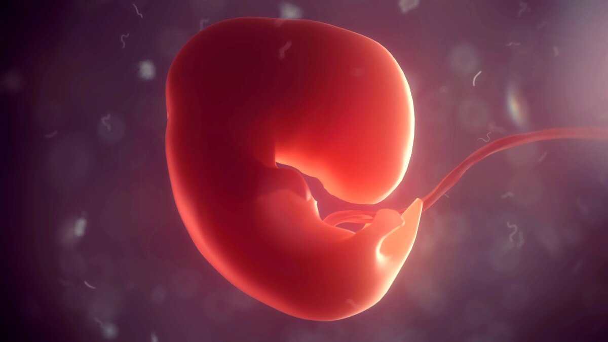 World first: Human embryo model grows its own organs – in the lab