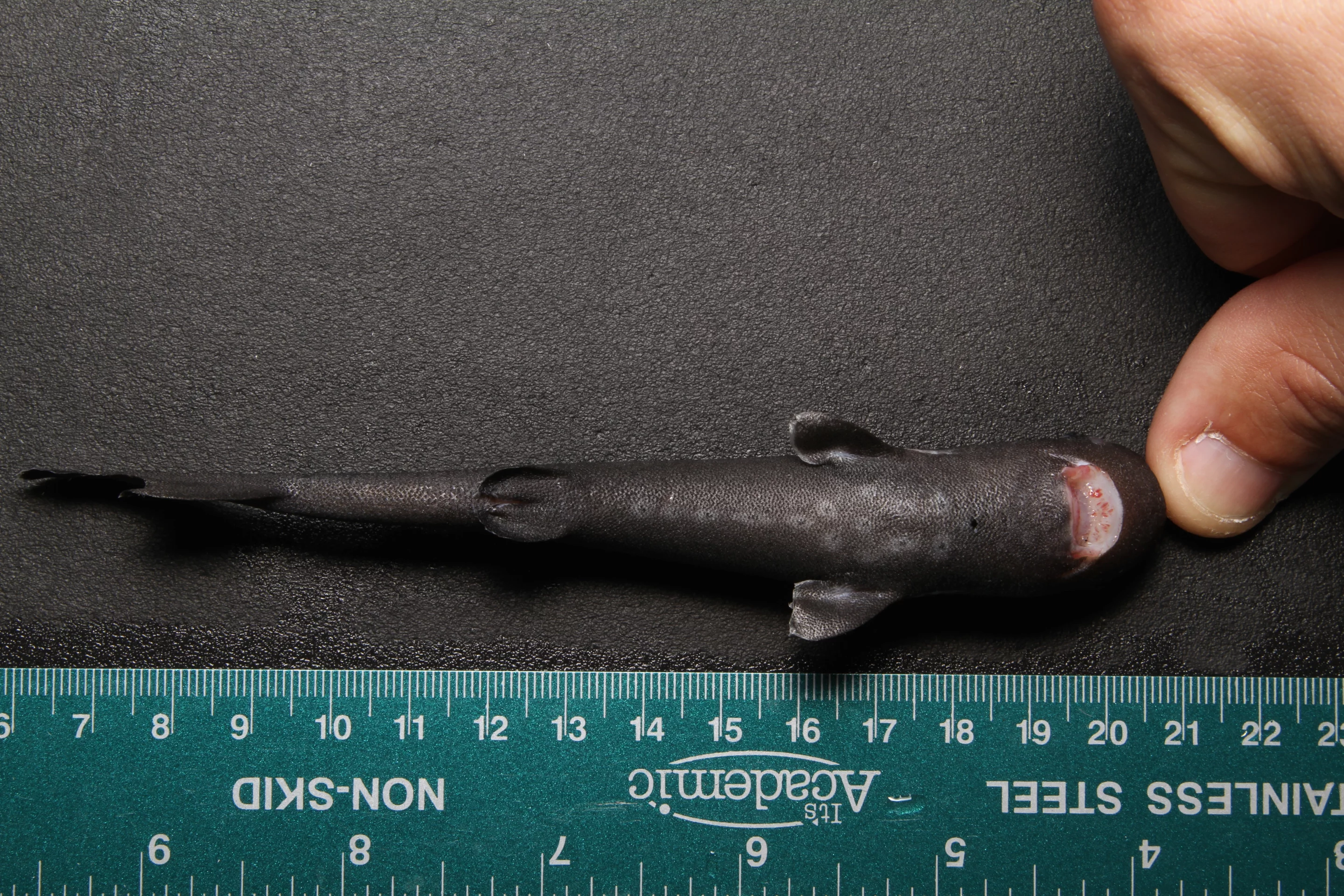 The American Pocket Shark measures just 5.5 inches long (about 144 mm)