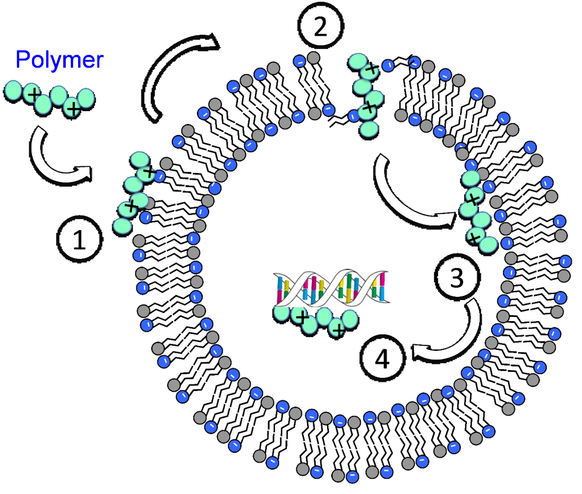 The four-step killing mechanism of the polymer: (1) the positively-charged polymer binds to the bacteria cell surface, (2) neutralizing the positive charges of the polymer to enter the bacterial cell membrane, (3) penetrating into the bacterial cyotoplasm, a fluid that fills the cell, and (4) precipitating the cytoplasmic substances to kill the bacterium