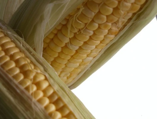 New research stirs corn-ethanol debatePhoto: Noel McKeegan