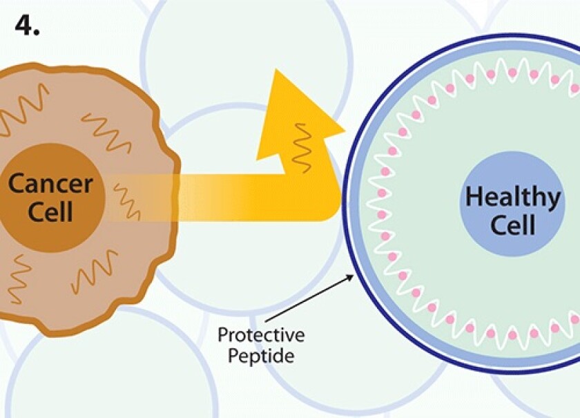 The Rochester team's treatment works by using a cyclic peptide to create a shield around the healthy cells, preventing the cancer's signalling proteins from entering without giving the cancer cells a chance to develop a resistance to the drug