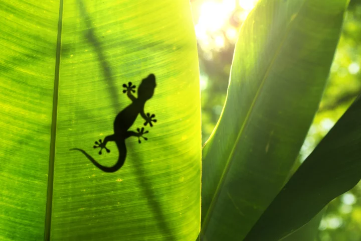 The super-adhesive "Geckskin" can stick a 700-pound load to the wall without leaving a sticky residue (Photo: Shutterstock)