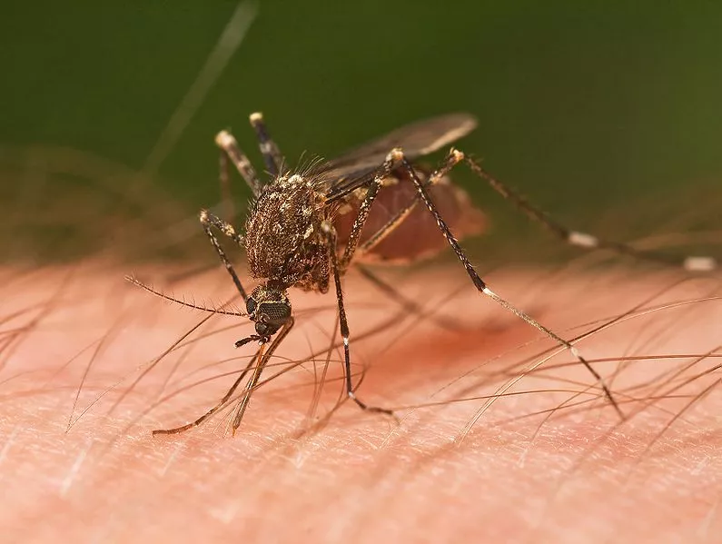 A female mosquito feeding on a human arm: could this pest's days be numbered?