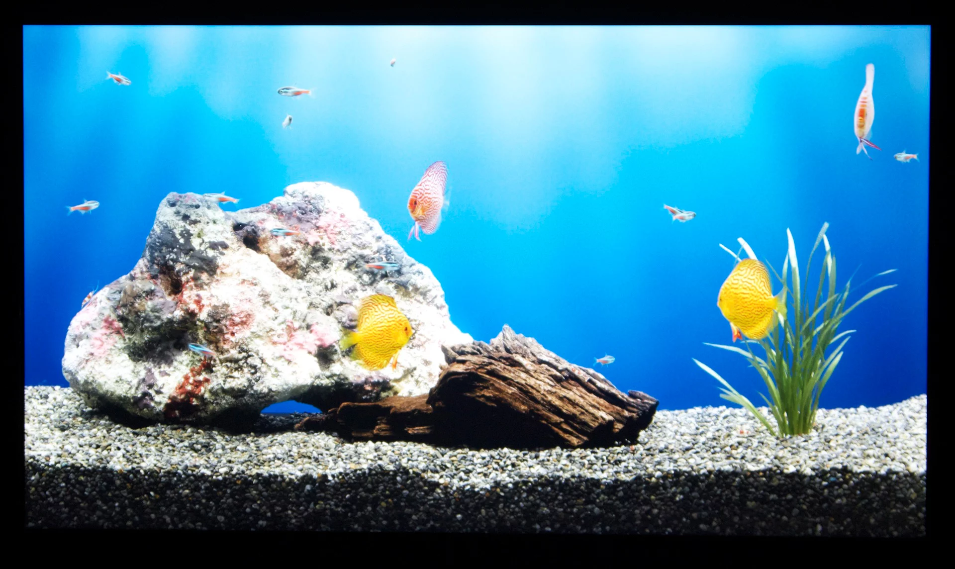 Panasonic's 4K2K-resolution IPS Alpha LCD panel display packs around 8.29 million pixels into a 20-inch display