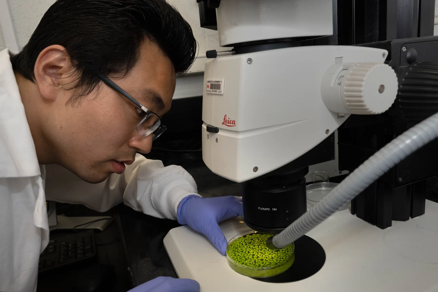 Brookhaven Lab postdoctoral researcher Yuanxue Liang examines some of the duckweed under a microscope