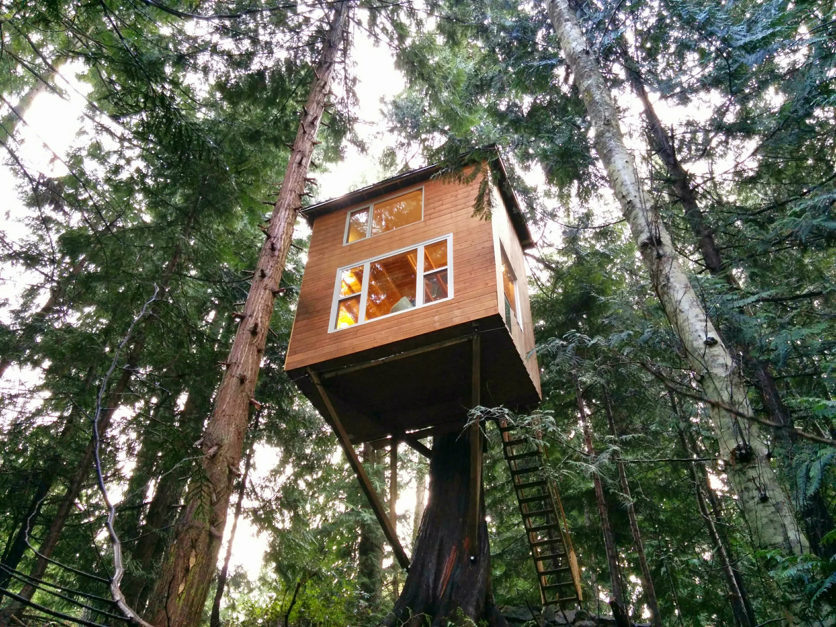 The Raven Loft is perched some 5.1 m (17 ft) off the ground in British Columbia (Photo: Geoff de Ruiter)
