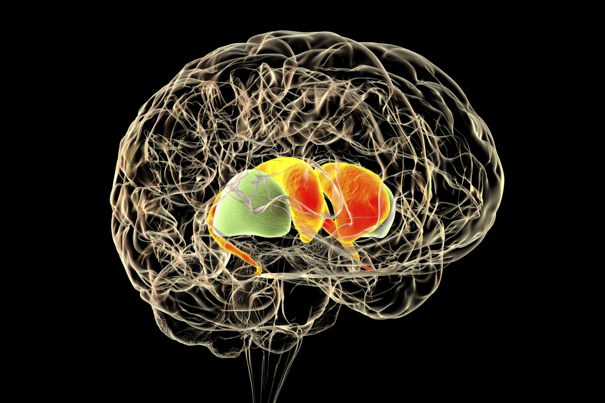 Targeting a specific circuit in the striatum may hold the key to combatting opioid use disorders