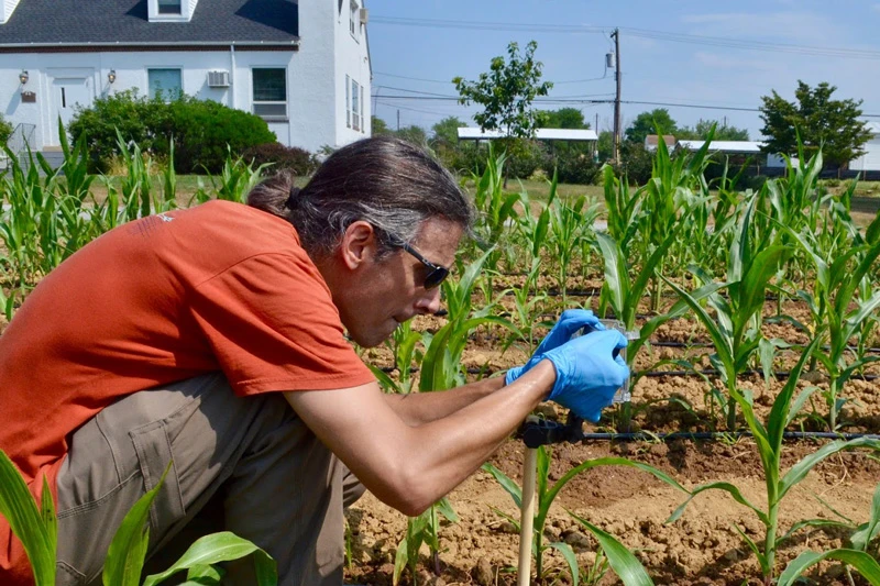 Ivan Hiltpold at work in the corn field