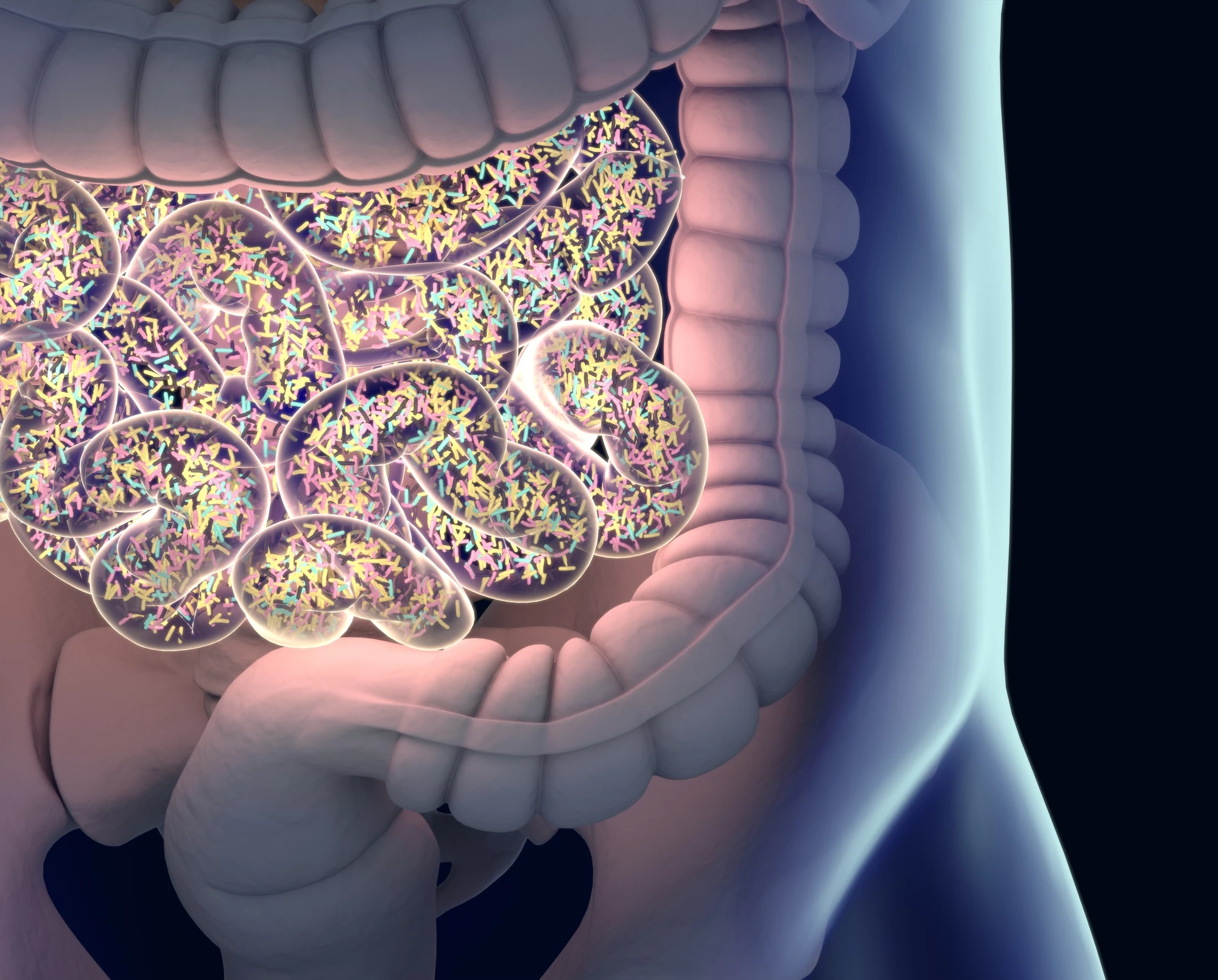 New research found supplements of a specific strain of gut bacteria helped regulate appetite and stress hormones