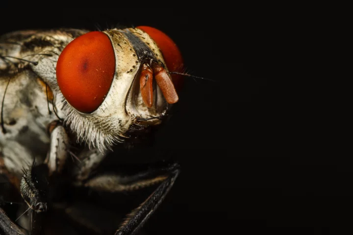 Dr Piotr Nacklewski allowed two human bot fly larvae to grow to maturity under his skin (Photo: Shutterstock)