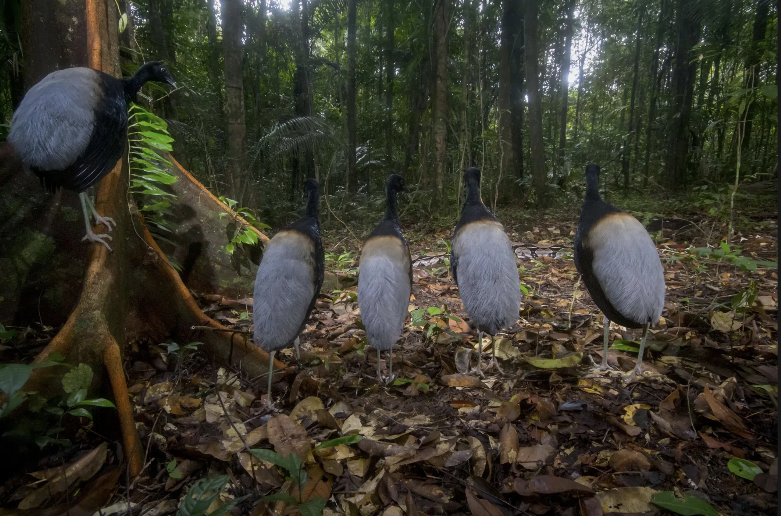 'Silence for the snake show', Hadrien Lalagüe (France) – Behaviour: Birds winner. Canon EOS 100D + 10–20mm f4.5–5.6 lens at 11mm; 1/60 at f10; ISO 1600; 2x Nikon flashes; Panasonic PIR motion sensor; custom housing