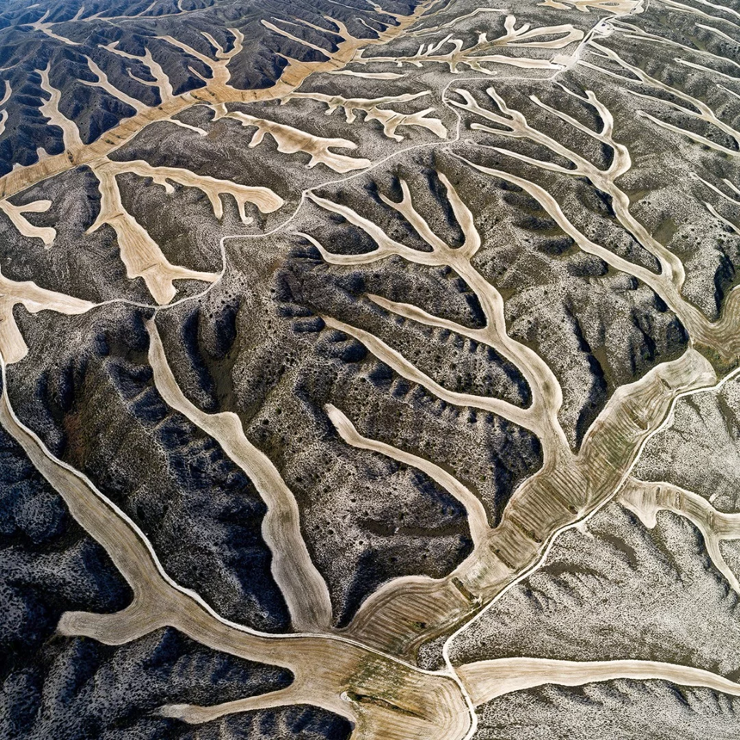 Harvested wheat leaves an abstract pattern reminiscent of antlers spreading through this hilly territory in this desert region, thanks to the outlines of former wetlands in Aragon, Burgo de Ebro, Spain