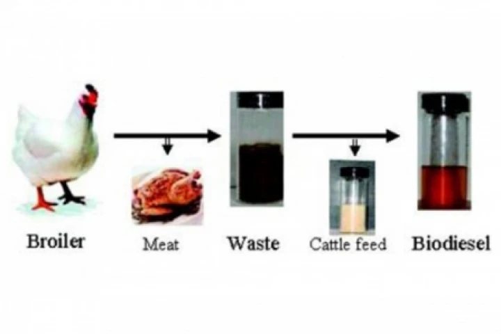 Which came first, the chicken or the biodiesel? Well the chicken obviously (Photo: The American Chemical Society)