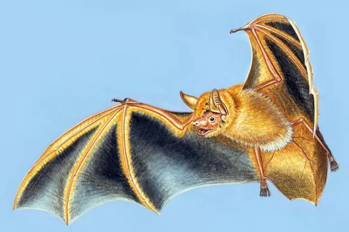 An artist's illustration of Myotis nimbaensis, the new species of bat found in the Nimba Mountains of West Africa