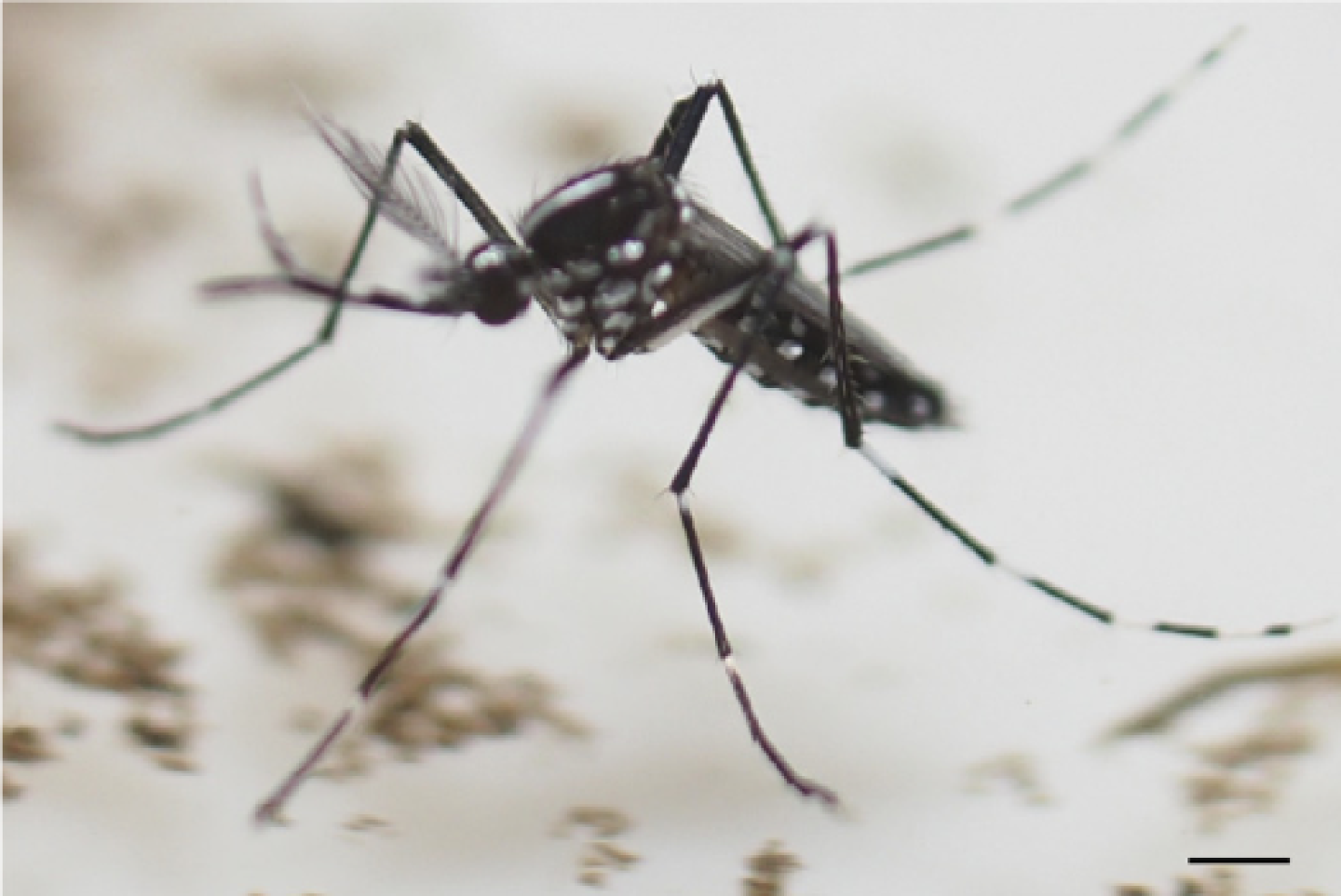 Nanosuited insects survive in a vacuum