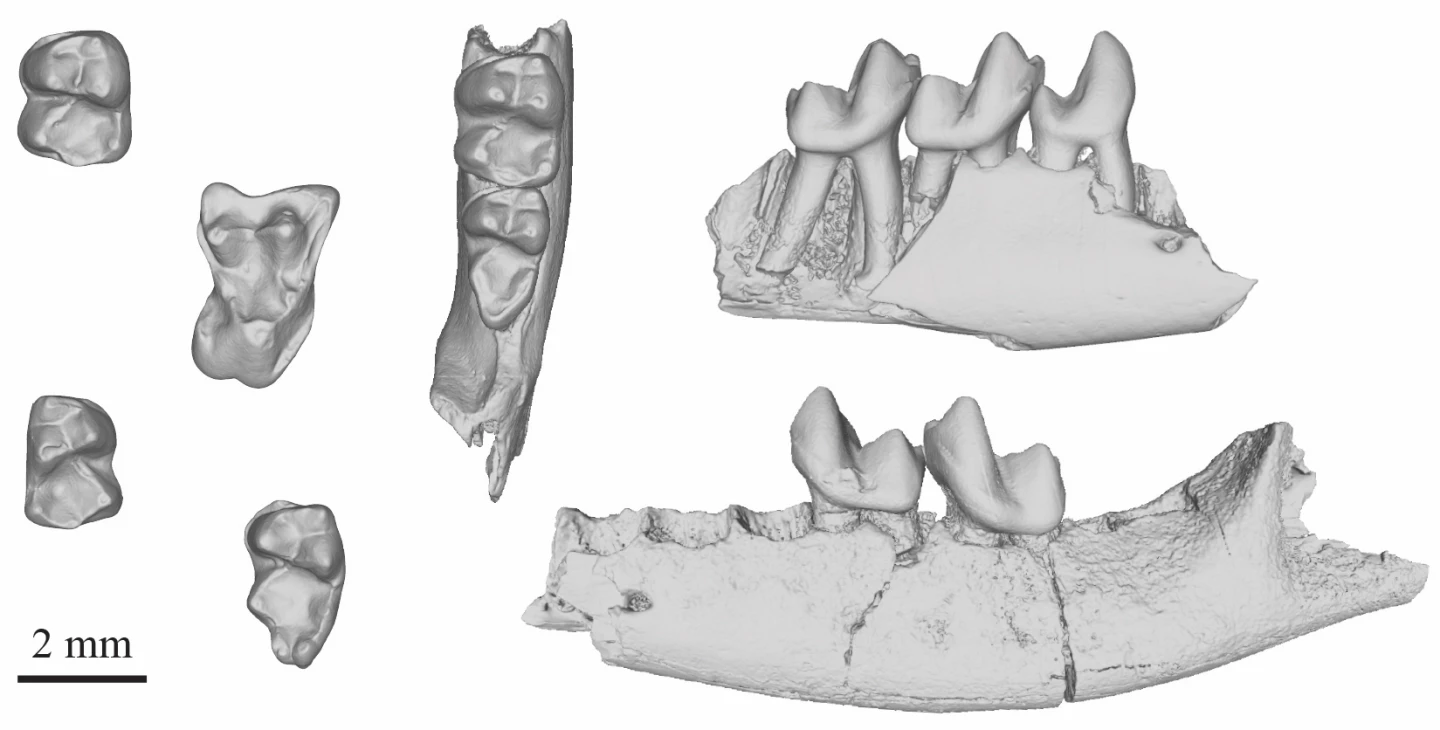 CT scans of the fossils of Purgatorius teeth and jawbones