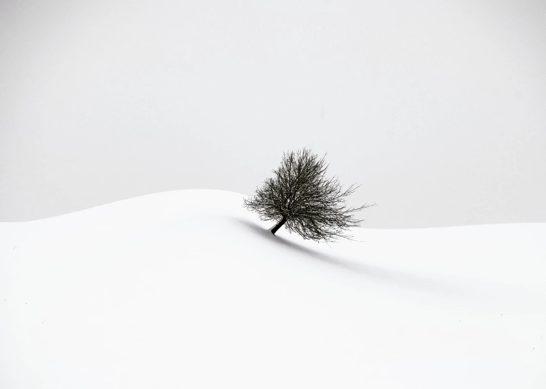 Honorable Mention, Landscape. White Winter