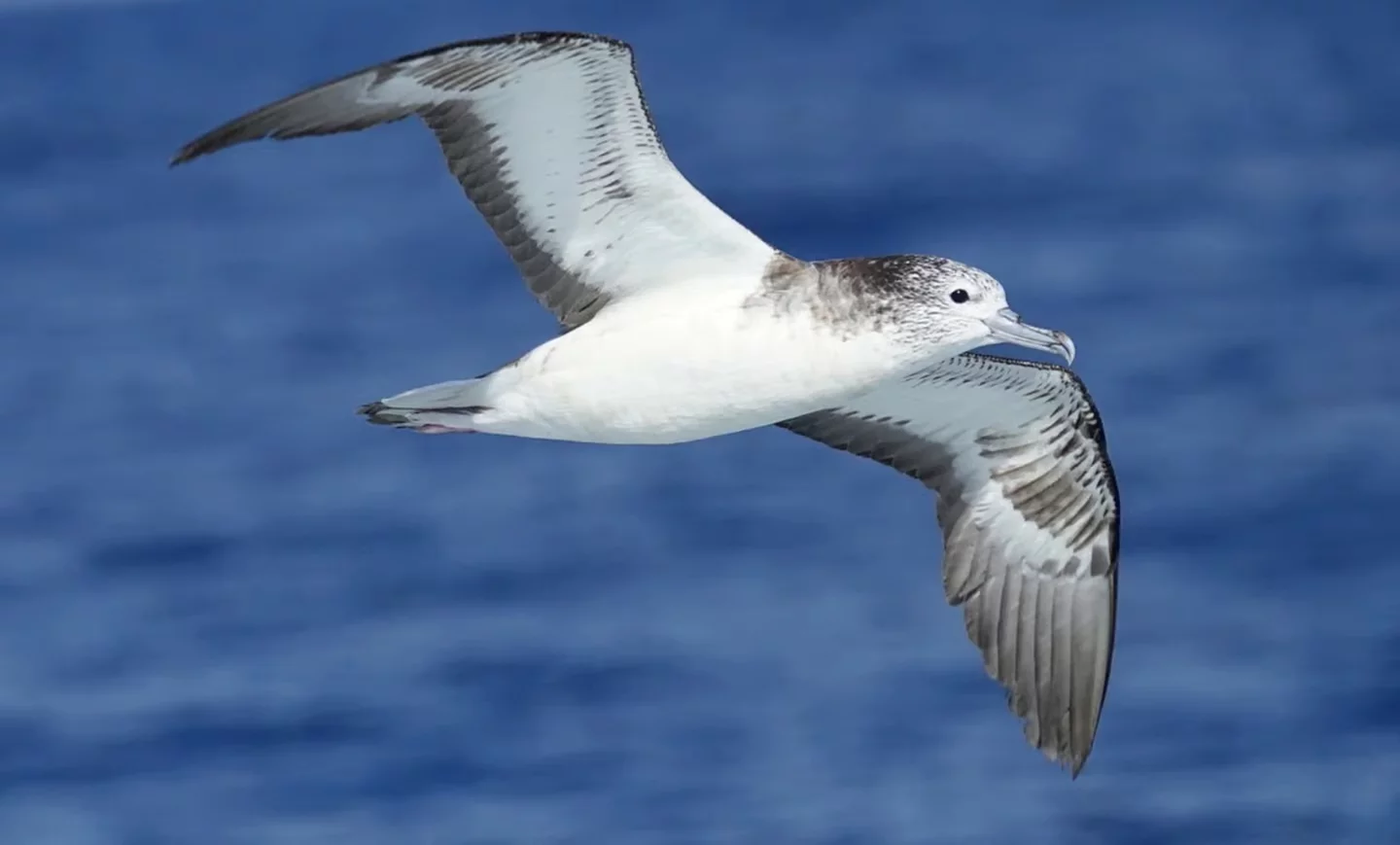 The streaked shearwater may be the first of his kind to join the three-mile-high club