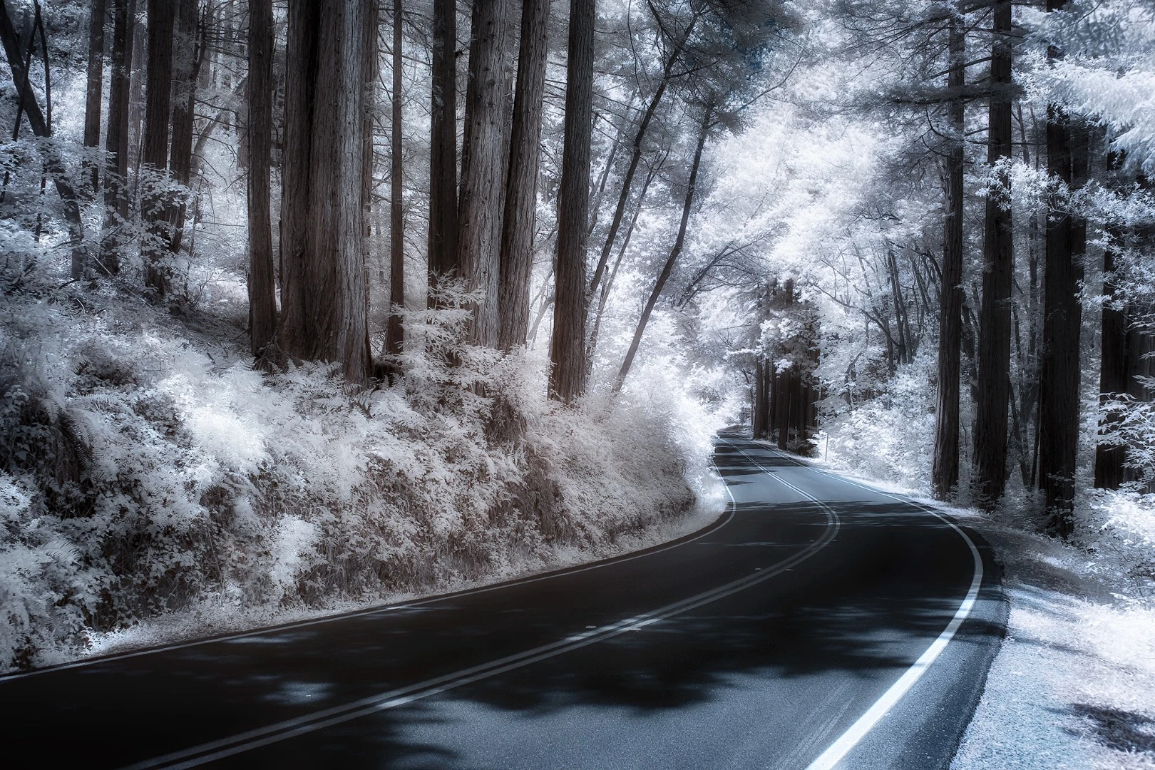 Greg Westfall’s infrared photography, using a converted Canon EOS-1D Mark II, captures a 720 nm wavelength, whiting out all the greenery (Credit: Greg Westfall Flickr / CC BY 2.0)