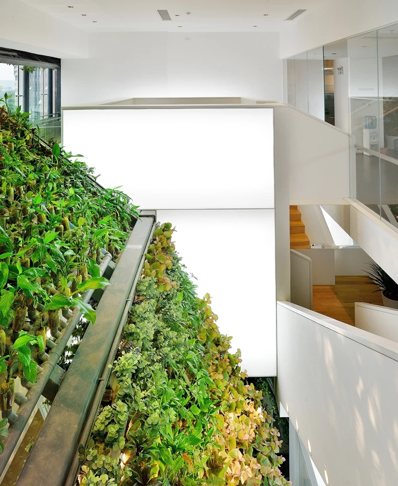 The plants also provide shade for the TYJ offices
