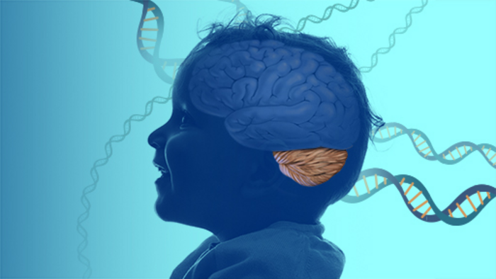 Illustration of a child with the brain visible