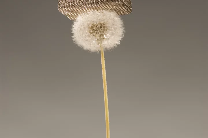 The new micro-lattice material is so light that it can sit atop dandelion fluff without damaging it (Image: Dan Little, HRL Laboratories, LLC)
