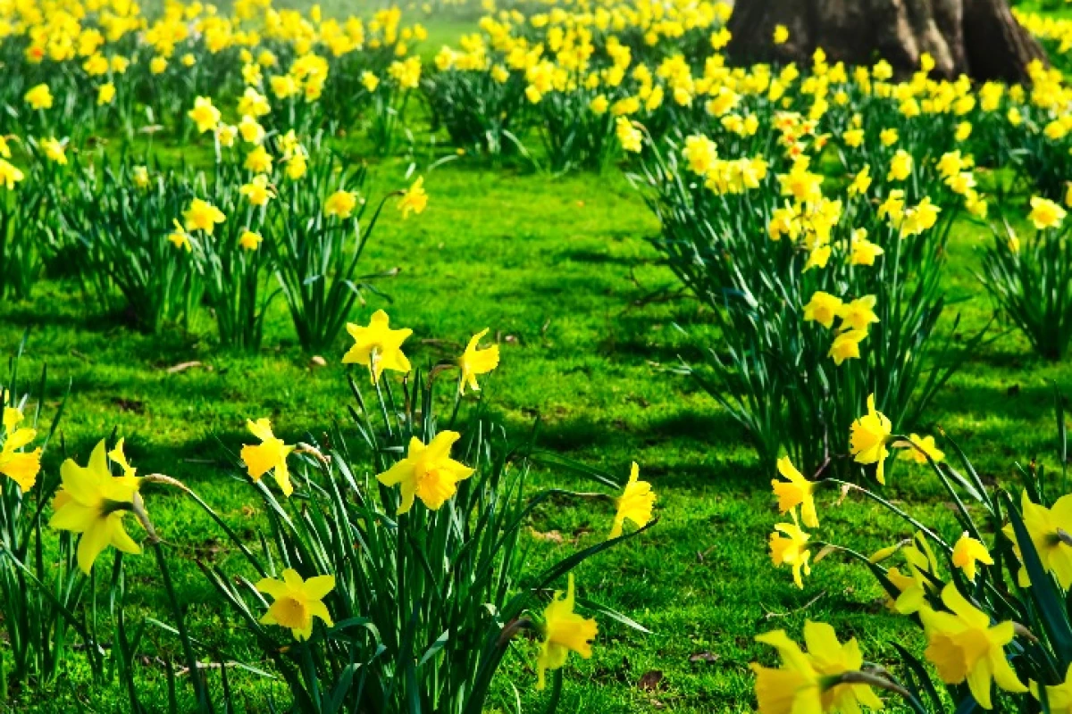Daffodils are particularly temperature-sensitive plants