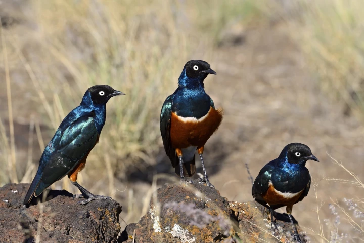 The research is some of the first to clearly show friendship-like behavior in the animal kingdom
