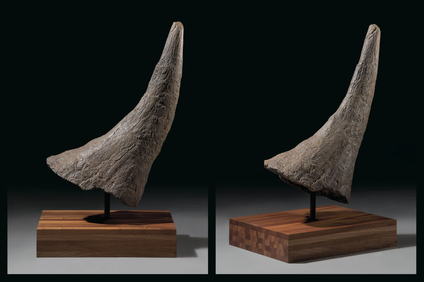 The brow horn from one of nature’s most distinctive dinosaurs, this Triceratops remnant dates from the late Cretaceous (67-66 million years ago) period and is 33 inches (84cm) tall on its stand.