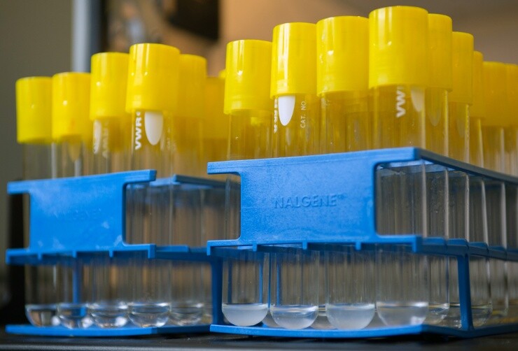 By placing colonies of E. coli engineered to produce pinene into test tubes containing glucose, researchers were able to determine which enzyme combinations produced the hydrocarbon most efficiently (Photo: Georgia Tech/Rob Felt)