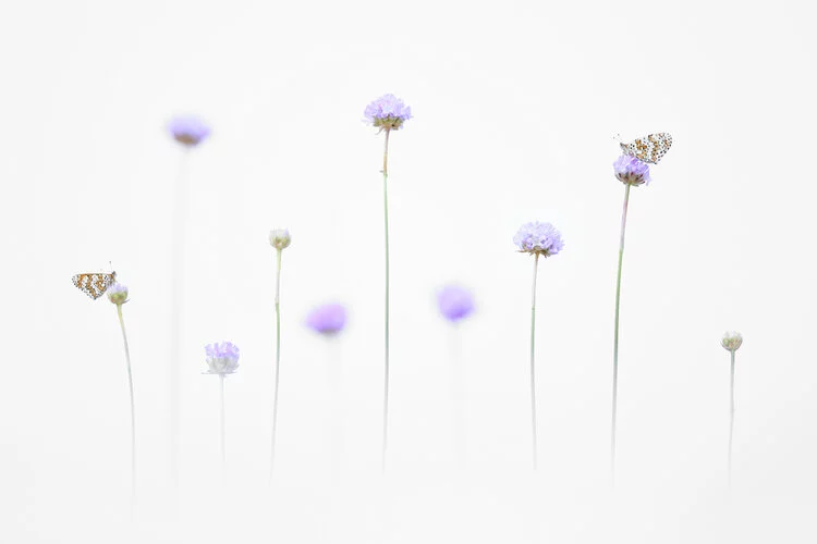 Butterflies in the Light by Emelin Dupieux, age 14, was the third place winner in the Young category of the 2020 Close-up Photographer of the Year. This overexposed image was designed to capture the beautiful symbiotic relationship between butterflies and flowers.