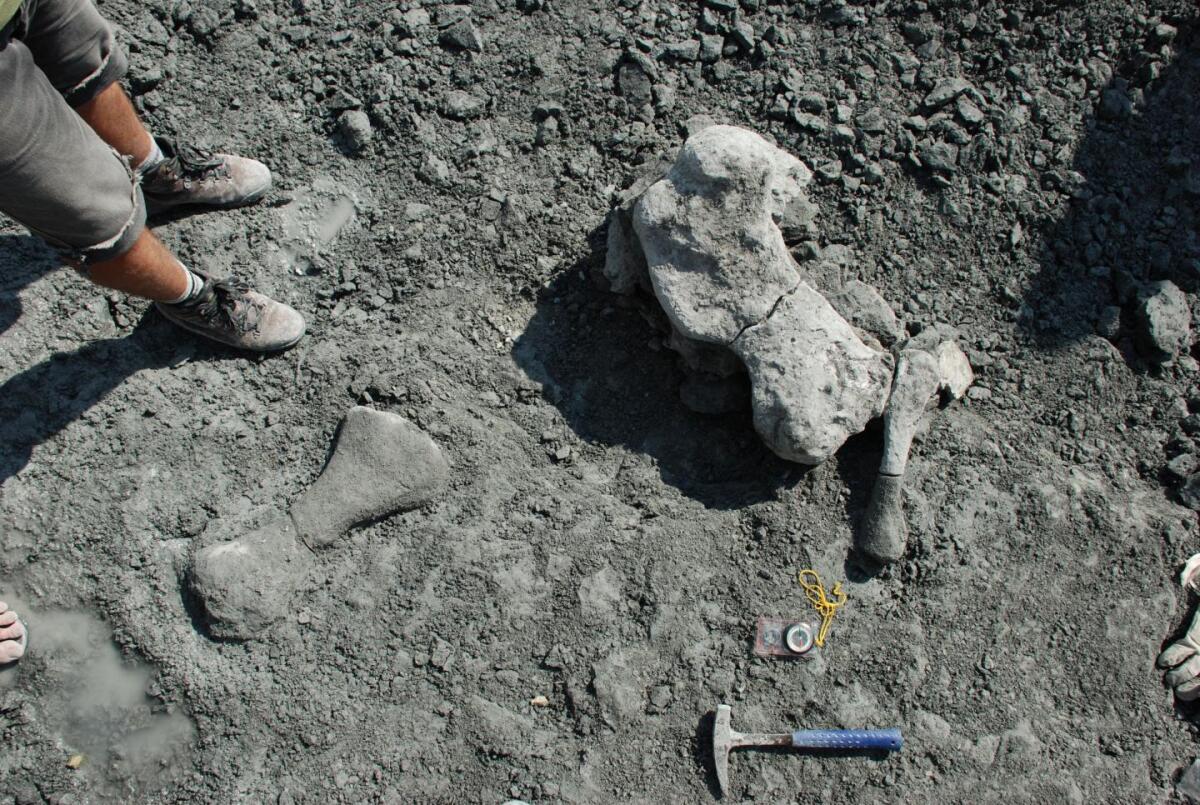 The limb bones of Lisowicia bojani at the dig site in Poland