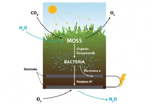 Biophotovoltaic technology