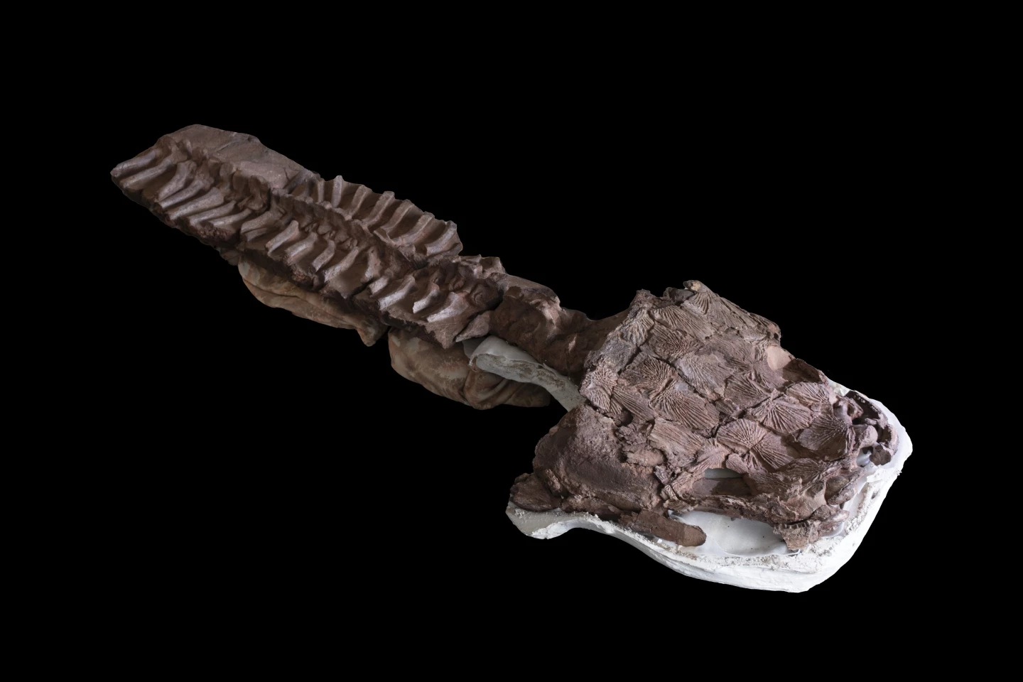A fossil of Gaiasia jennyae, including
