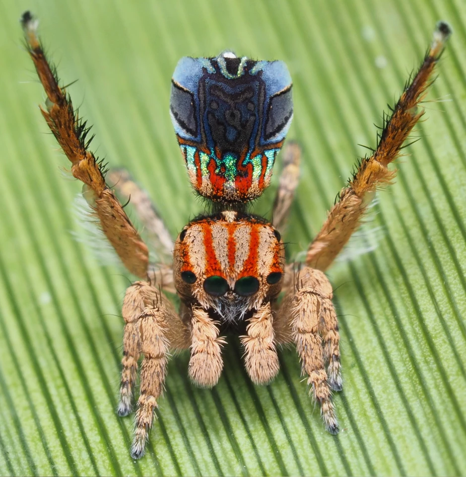 Maratus azureus, named for the deep blues of its ab