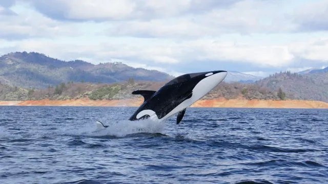 Innespace has introduced its new sea creature-inspired personal watercraft, the orca-like Seabreacher Y