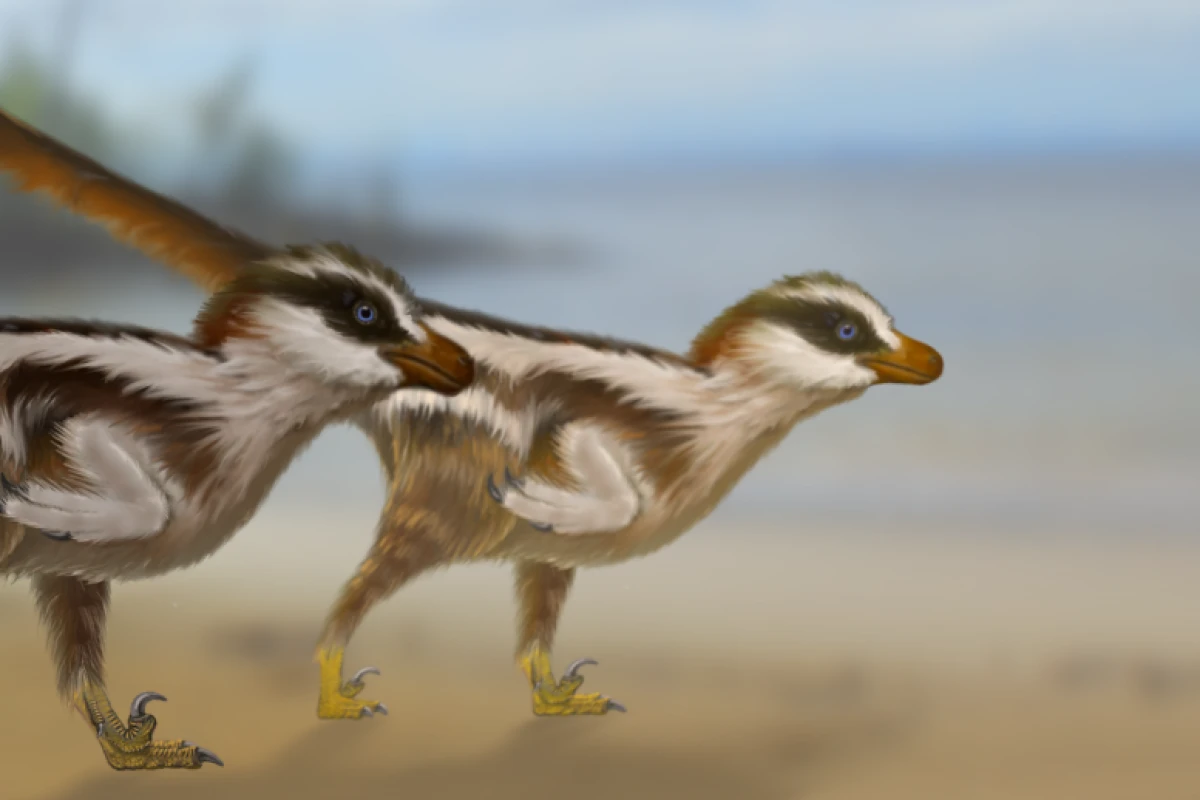 A recreation of Dromaeosauriformipes rarus, the tiny new raptor species that's thought to be responsible for the world's smallest dinosaur footprints
