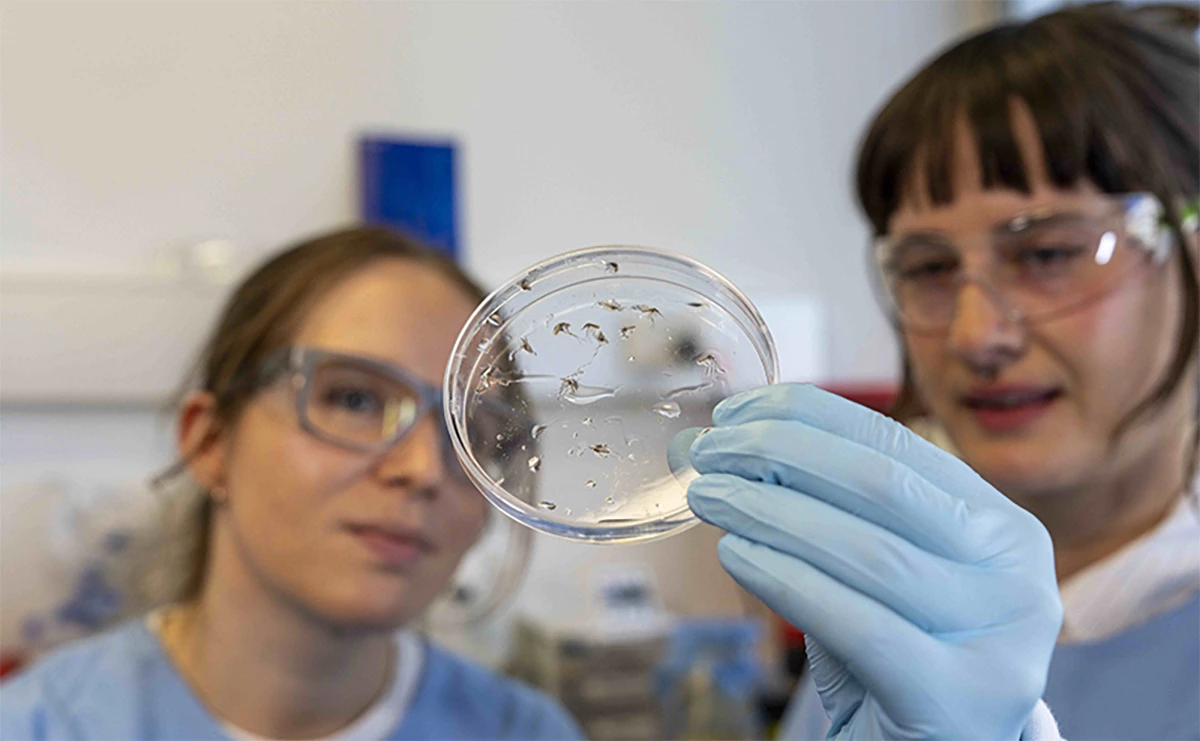 WEHI researchers assessing mosquitoes prepared for dissection
