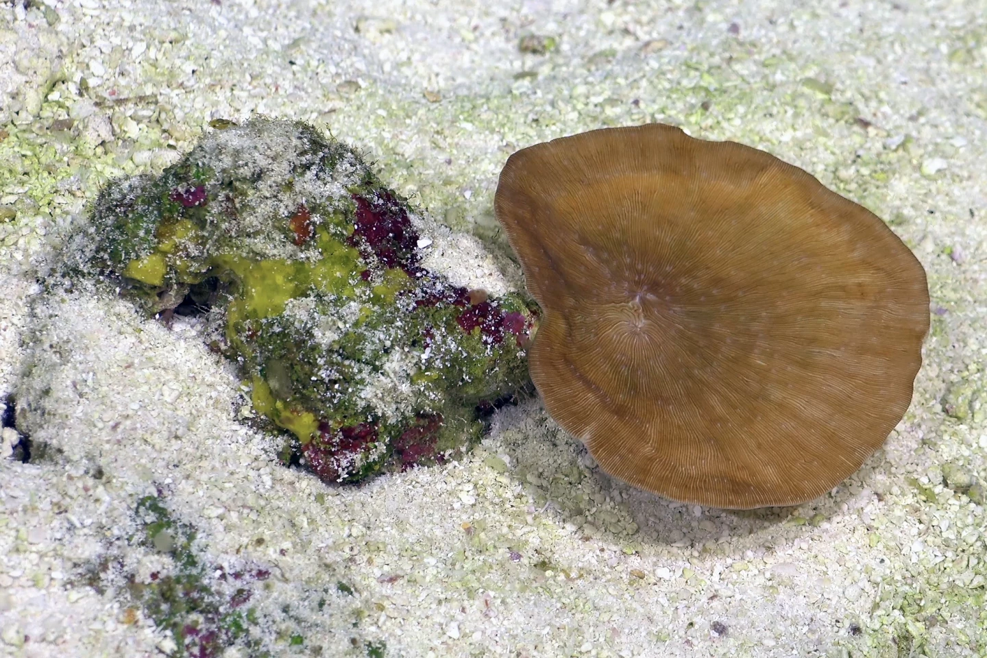 The deepest-known photosynthesis-dependent Leptoseris coral, seen on the northern flank of Motu Motiro Hiva, an uninhabited island that serves as a nesting ground for some seabirds and one of the only two islands along the Salas y Gómez Ridge