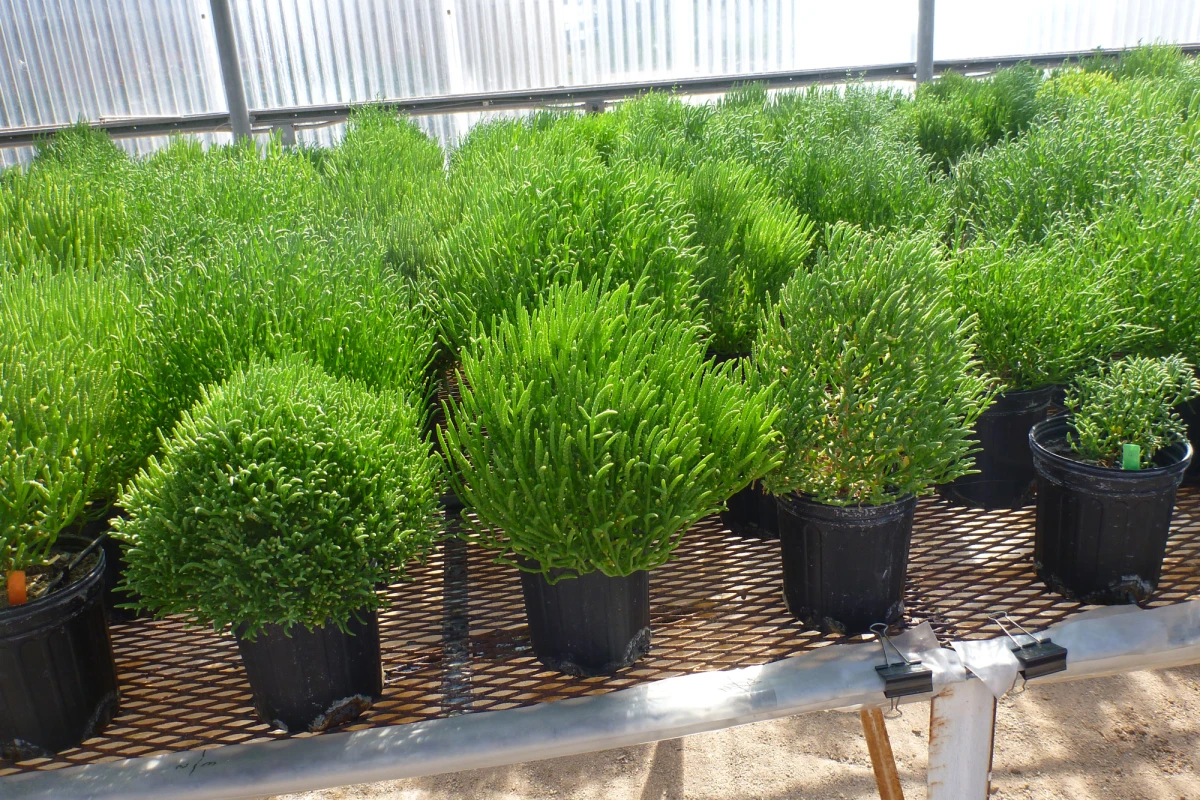 The Salicornia is one species of halophyte that is a promising feedstock for biofuel production (Photo: SBRC)