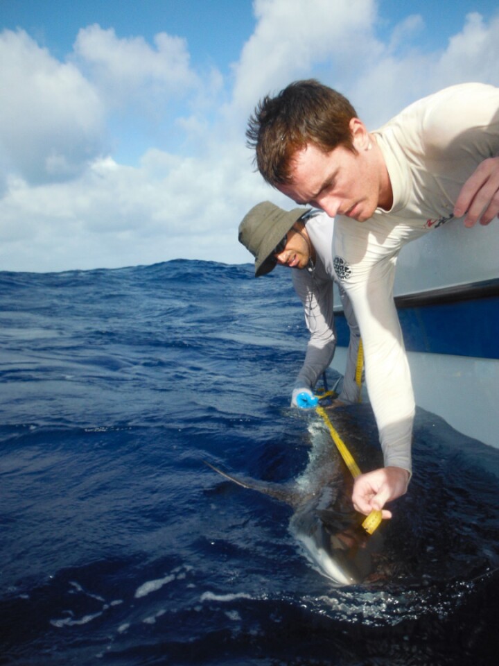 Researchers Kosta Stamoulis of Palmyra Atoll Research Consortium and University of Hawaii and Tim White of Stanford's Hopkins Marine Station measuring a grey reef shark