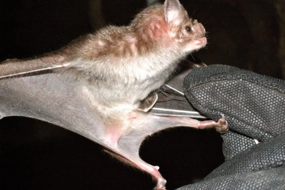 A peptide found in the venom of vampire bats may translate into a new class of blood-pressure regulating drugs