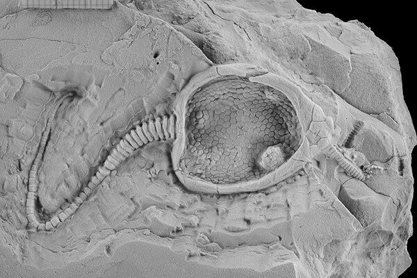 A fossil pleurocystitid, which guided the design of the robot