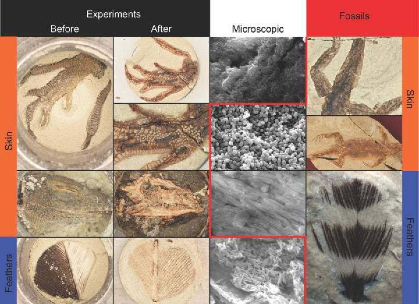 Labmade fossils cram 1000s of years into 24 hours