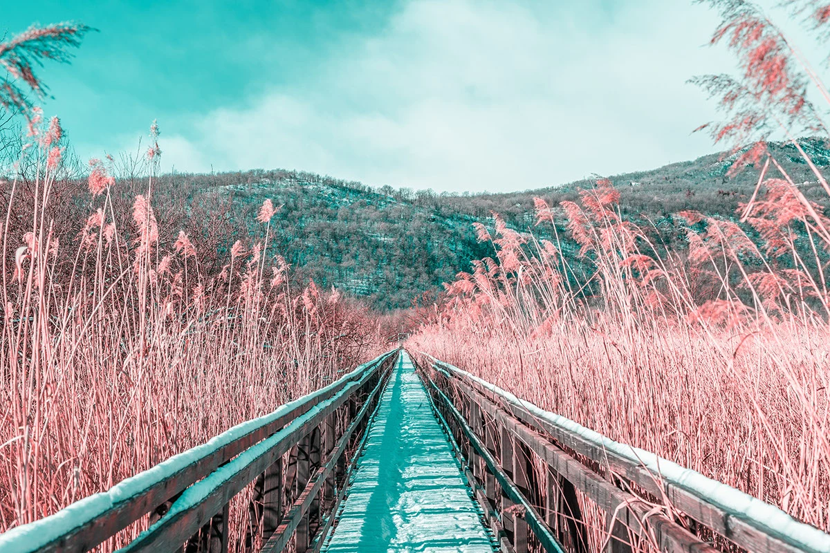 Paolo Pettigiani's series I R documents his early experiments with infrared photography playing with pink plants against a snowy landscape