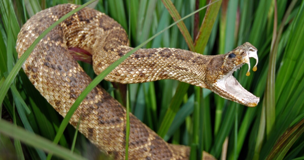 Rattlesnake venom extract helps strike back against superbugs