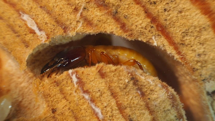 One of the included soldier termites