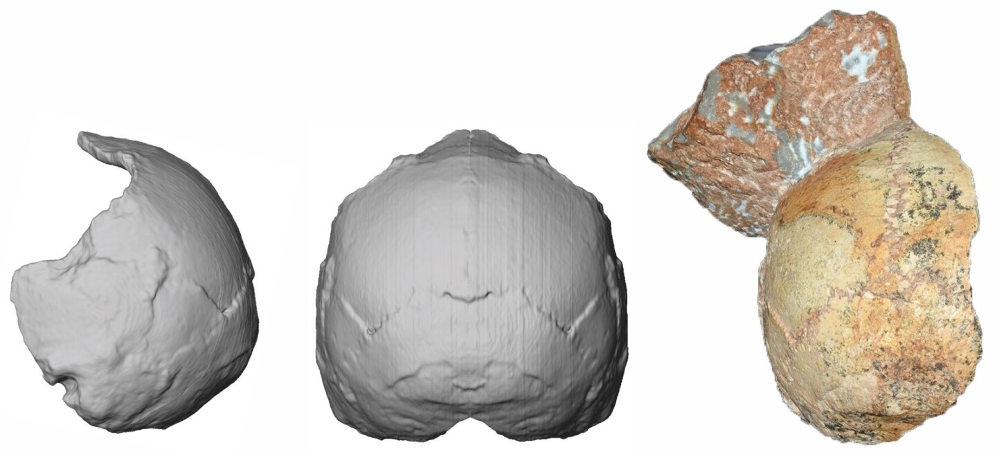 Apidima 1 (right) with its digital reconstructions (left and center)